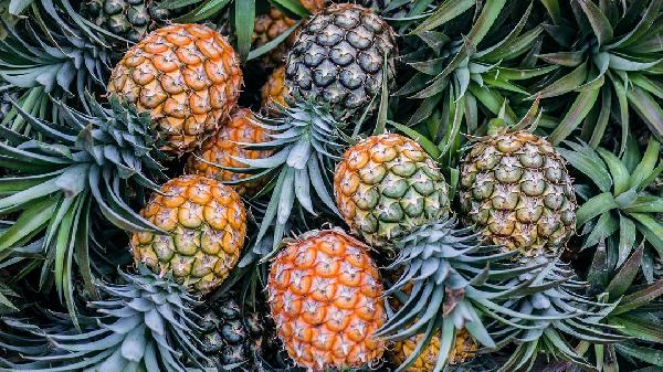 菠萝立大功！忠告：慢阻肺患者常吃菠萝，或有这5大好处