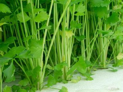 吃芹菜的好处是什么