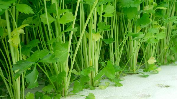 什么时间喝芹菜汁减肥-易网健康养生网 什么时间喝芹菜汁减肥
