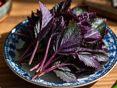紫苏子的功效作用有哪些
