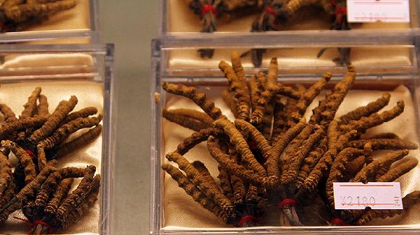 冬虫夏草的食用方法有哪些